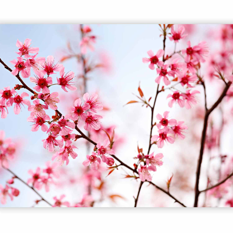 Wall Mural Symbol of Japan - Cherry Blossom Sakura - Bright Japanese Floral Motif 60657 additionalImage 5