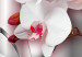 Canvas Print Wonderful Orchids I 106867 additionalThumb 5