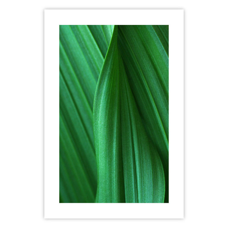 Poster Leaf Texture - composition with a green plant motif 116967 additionalImage 25