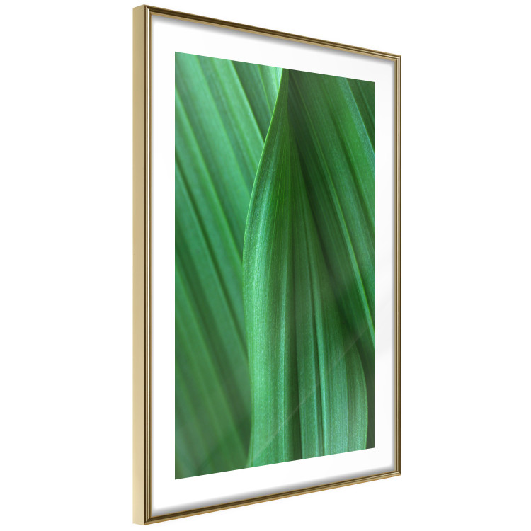 Poster Leaf Texture - composition with a green plant motif 116967 additionalImage 6