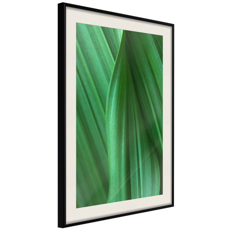 Poster Leaf Texture - composition with a green plant motif 116967 additionalImage 3