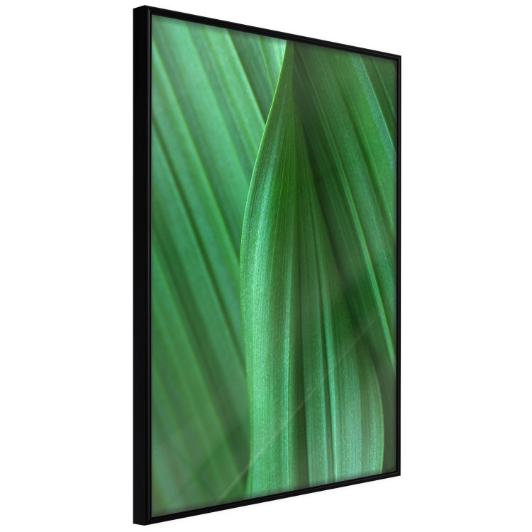 Poster Leaf Texture - composition with a green plant motif 116967 additionalImage 12