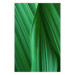 Poster Leaf Texture - composition with a green plant motif 116967