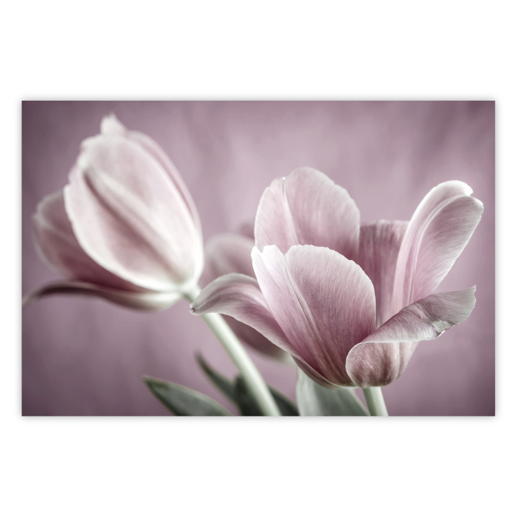 Wall Poster Pink Tulips - powdery petals of spring flowers on a pink background 117167