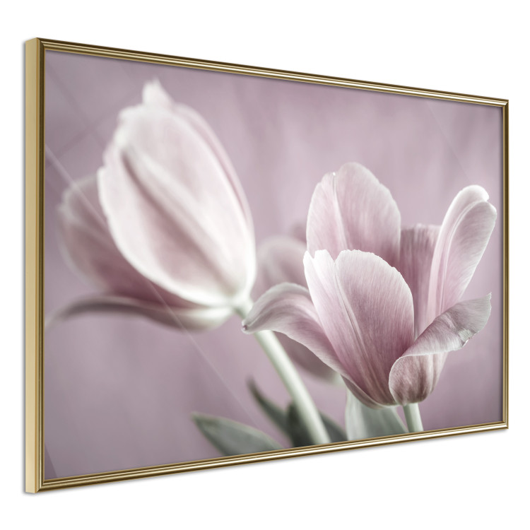 Wall Poster Pink Tulips - powdery petals of spring flowers on a pink background 117167 additionalImage 14