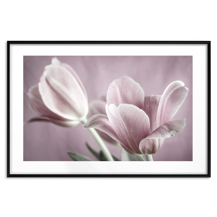 Wall Poster Pink Tulips - powdery petals of spring flowers on a pink background 117167 additionalImage 15
