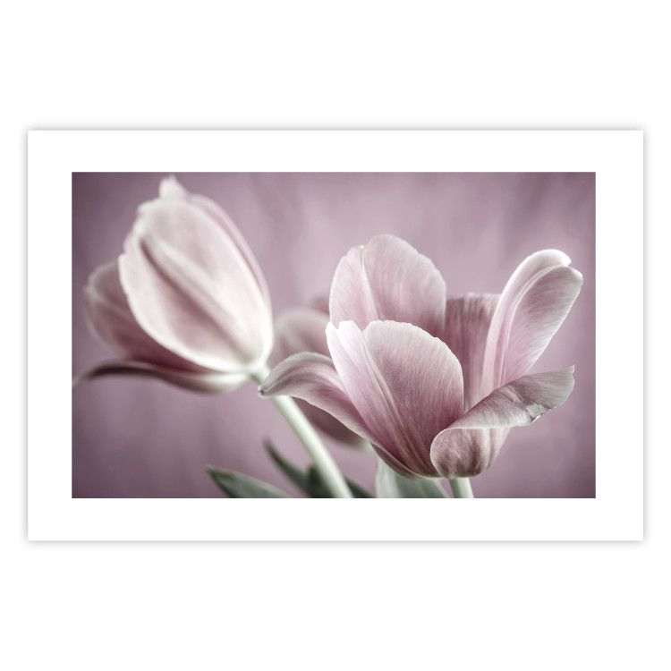 Wall Poster Pink Tulips - powdery petals of spring flowers on a pink background 117167 additionalImage 19