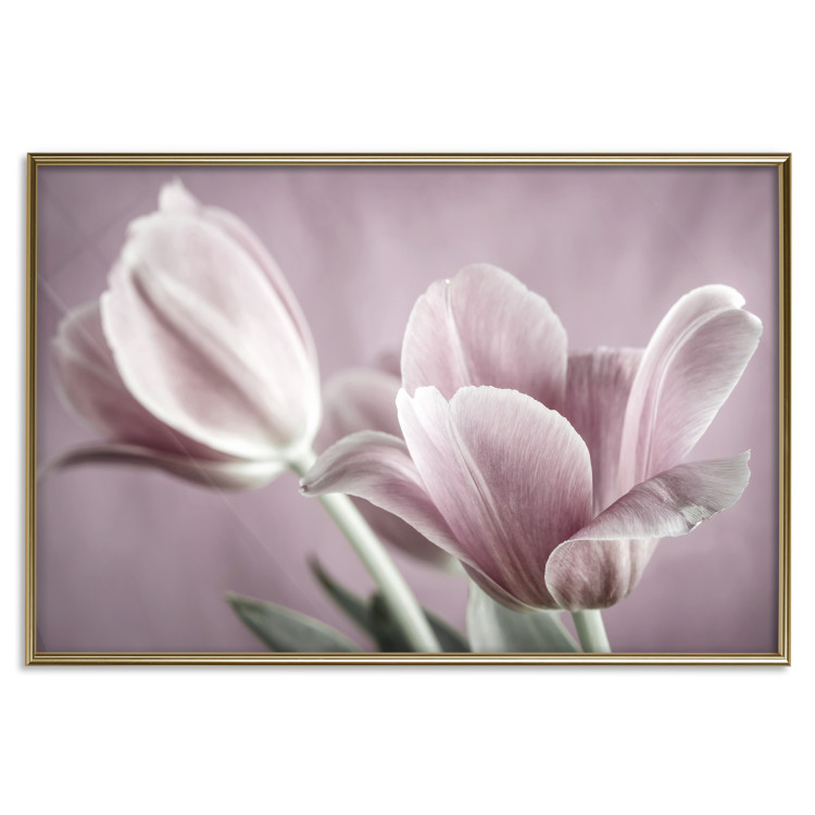 Wall Poster Pink Tulips - powdery petals of spring flowers on a pink background 117167 additionalImage 16