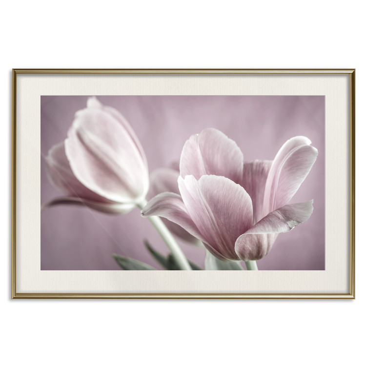 Wall Poster Pink Tulips - powdery petals of spring flowers on a pink background 117167 additionalImage 19