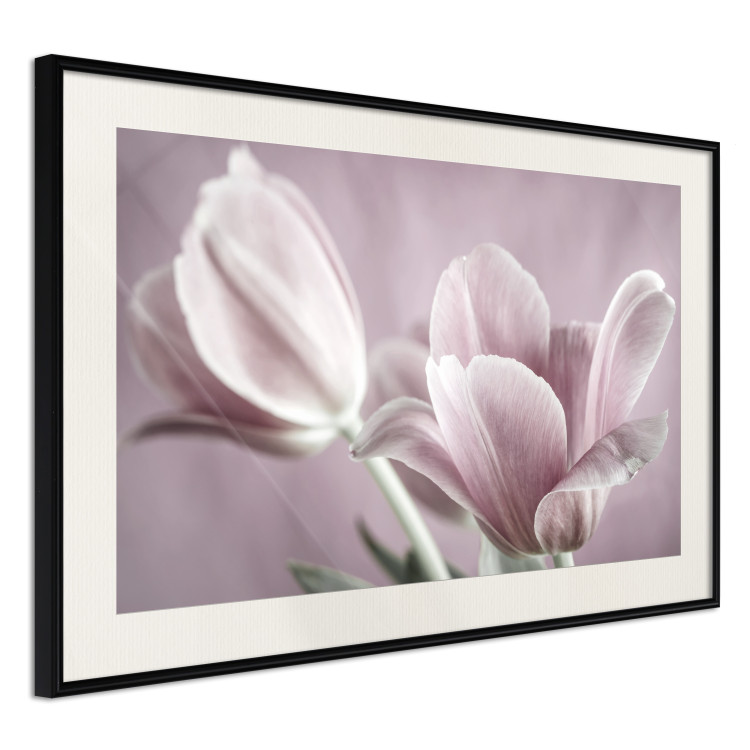 Wall Poster Pink Tulips - powdery petals of spring flowers on a pink background 117167 additionalImage 3