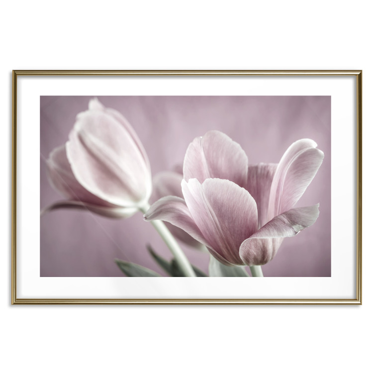 Wall Poster Pink Tulips - powdery petals of spring flowers on a pink background 117167 additionalImage 14
