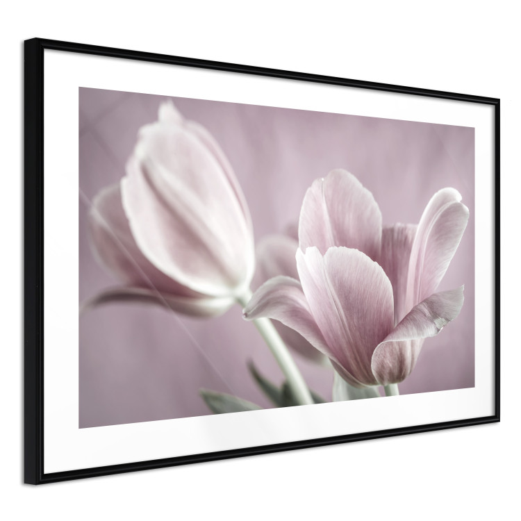 Wall Poster Pink Tulips - powdery petals of spring flowers on a pink background 117167 additionalImage 11