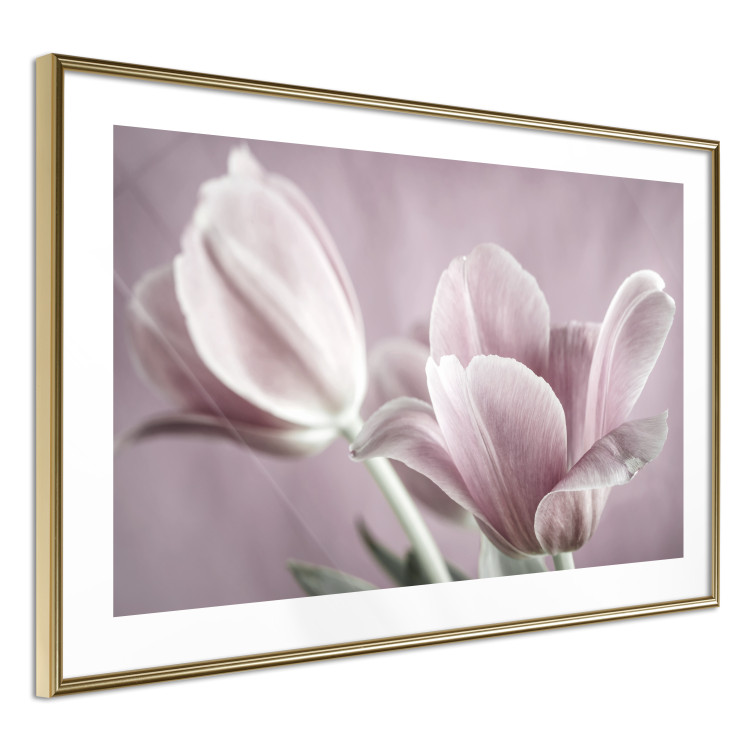 Wall Poster Pink Tulips - powdery petals of spring flowers on a pink background 117167 additionalImage 8