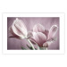 Wall Poster Pink Tulips - powdery petals of spring flowers on a pink background 117167 additionalThumb 25