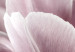 Wall Poster Pink Tulips - powdery petals of spring flowers on a pink background 117167 additionalThumb 9