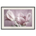Wall Poster Pink Tulips - powdery petals of spring flowers on a pink background 117167 additionalThumb 18