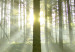 Large canvas print Dawn in the Forest II [Large Format] 125567 additionalThumb 5