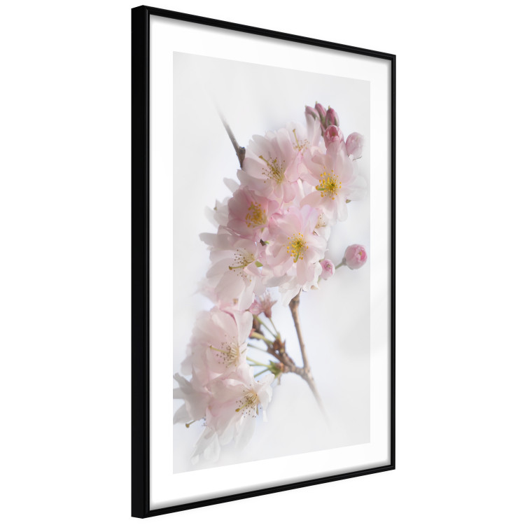 Wall Poster Spring in Japan - branch with pink flowers on a bright white background 125867 additionalImage 11