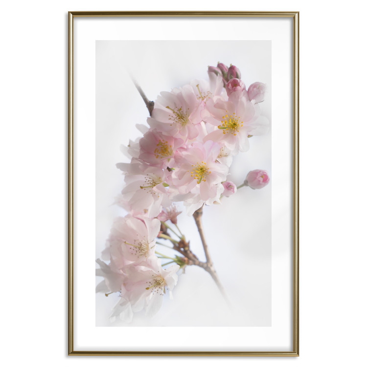Wall Poster Spring in Japan - branch with pink flowers on a bright white background 125867 additionalImage 20