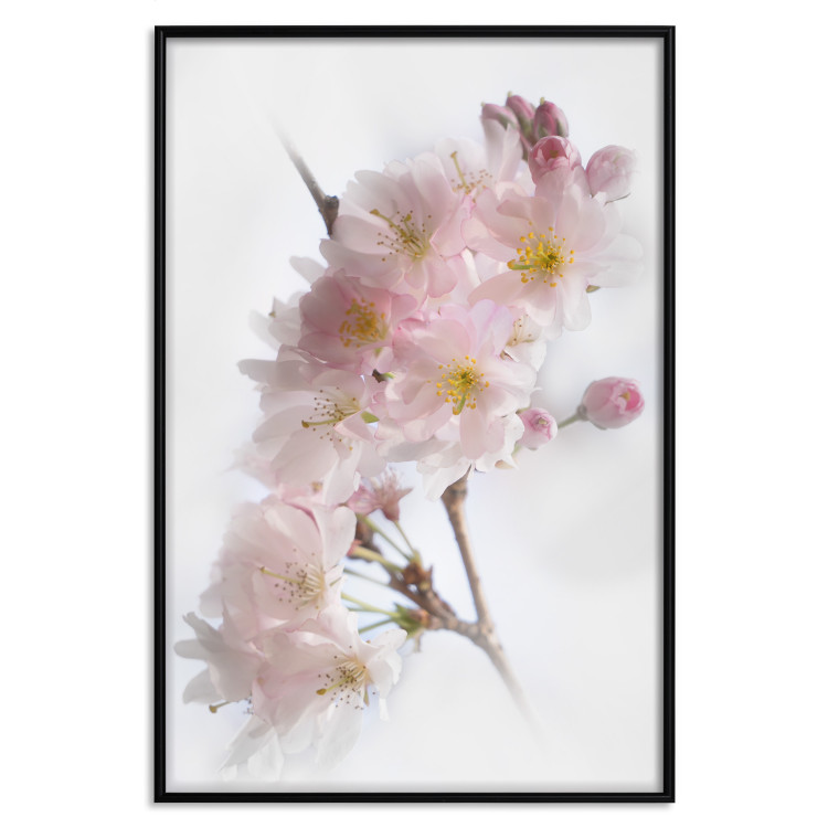 Wall Poster Spring in Japan - branch with pink flowers on a bright white background 125867 additionalImage 16