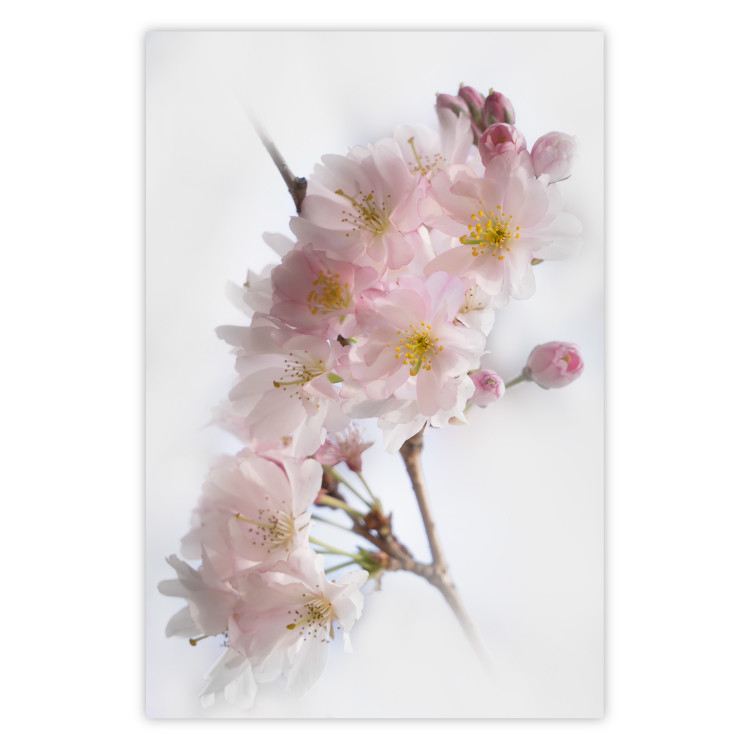 Wall Poster Spring in Japan - branch with pink flowers on a bright white background 125867