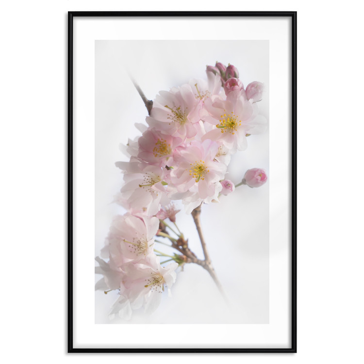 Wall Poster Spring in Japan - branch with pink flowers on a bright white background 125867 additionalImage 18