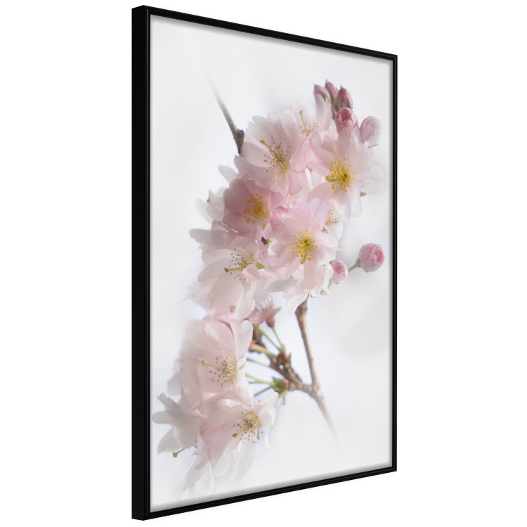 Wall Poster Spring in Japan - branch with pink flowers on a bright white background 125867 additionalImage 10