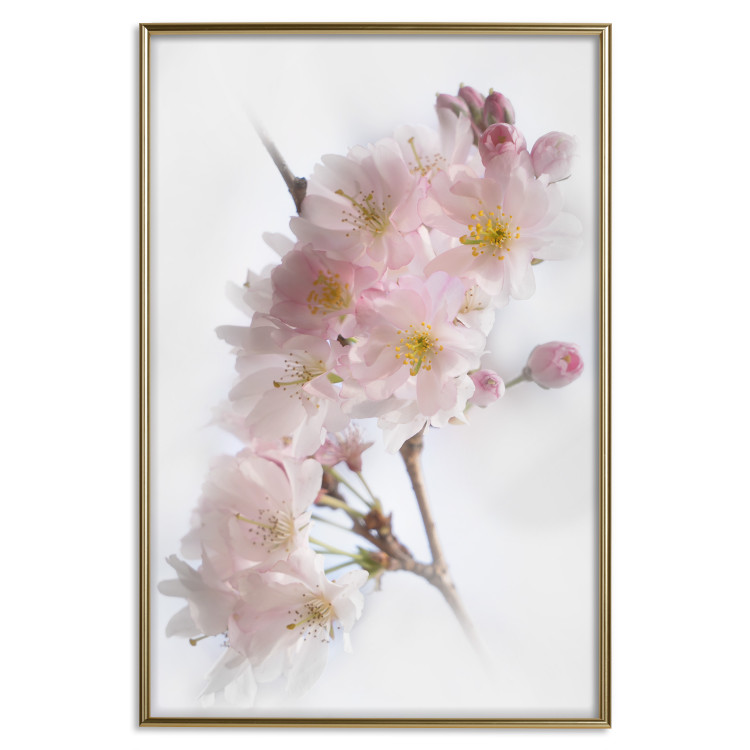 Wall Poster Spring in Japan - branch with pink flowers on a bright white background 125867 additionalImage 19