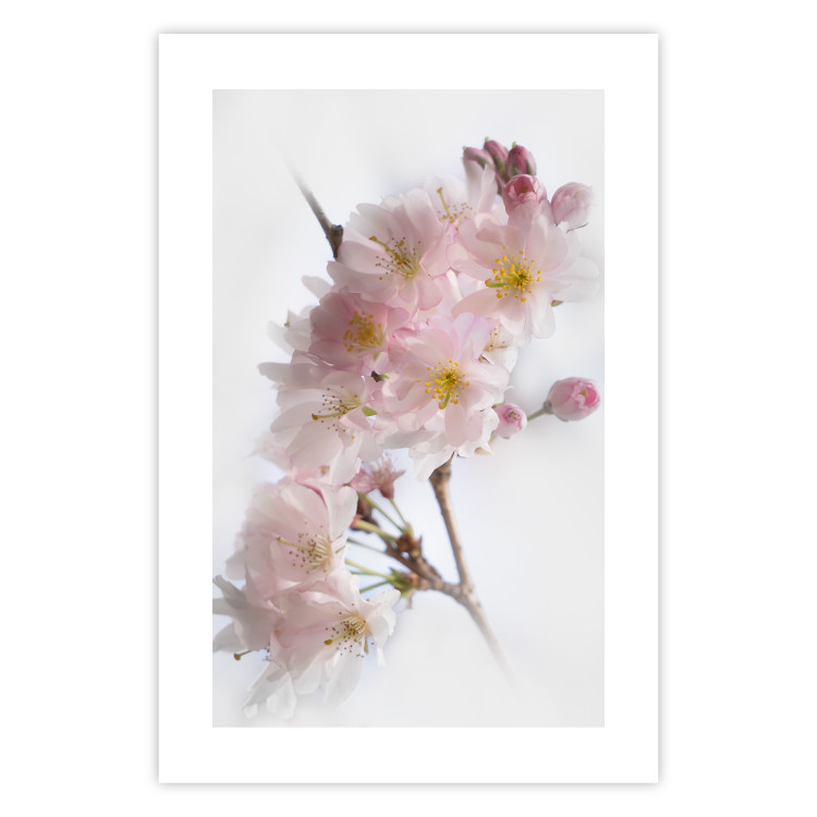 Wall Poster Spring in Japan - branch with pink flowers on a bright white background 125867 additionalImage 15
