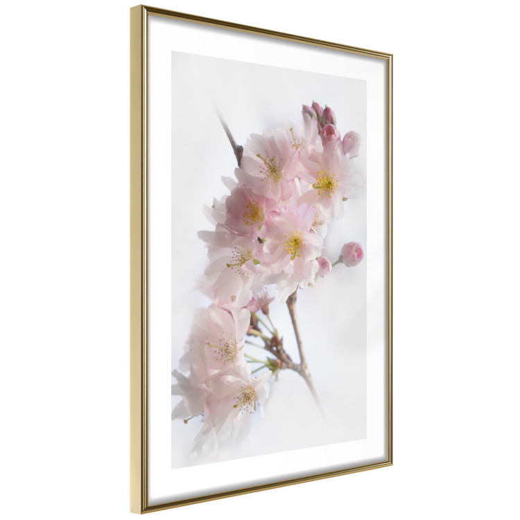 Wall Poster Spring in Japan - branch with pink flowers on a bright white background 125867 additionalImage 6
