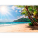 Photo Wallpaper In the Shade of Nature - Photos of a Sun-Lit Beach With Palm Trees 146167 additionalThumb 1