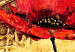 Canvas Golden Pattern and Poppies (3-piece) - Red flowers on a fancy background 48567 additionalThumb 4