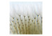 Wall Mural Dandelion Forest - Dandelion Flowers Presented in a Scandinavian Style 60367 additionalThumb 1