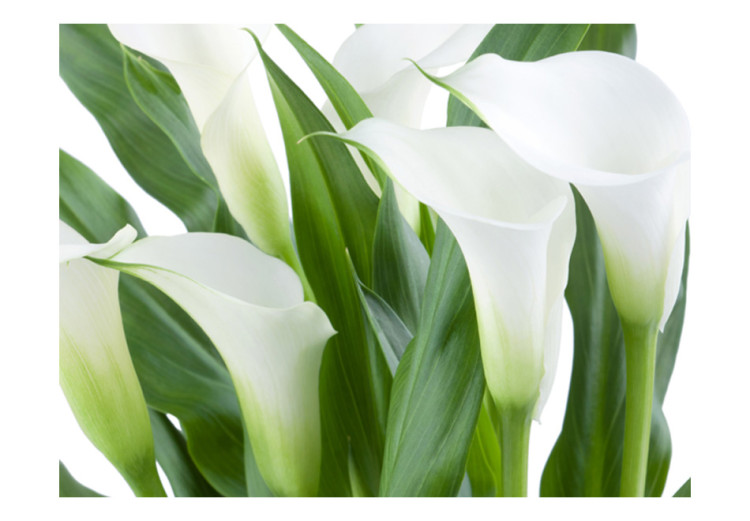 Photo Wallpaper Bouquet - Calla Lilies and Floral Motif with Delicate Flowers on a Light Background 60667 additionalImage 1