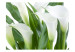 Photo Wallpaper Bouquet - Calla Lilies and Floral Motif with Delicate Flowers on a Light Background 60667 additionalThumb 1