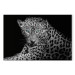 Canvas Art Print Leopard Portrait (1 Part) Wide 108177
