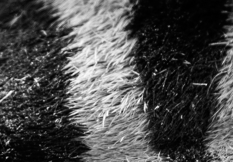 Wall Poster Close-up of a zebra's eye - black and white composition with animal motif 114877 additionalImage 9