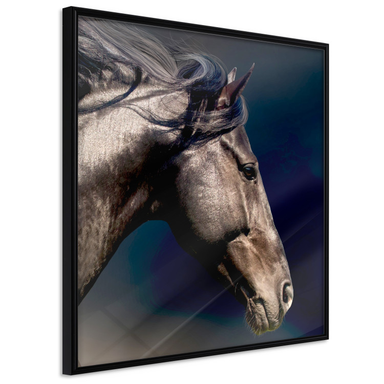 Poster Dappled Majesty - composition with a portrait of a brown horse on a black background 121977 additionalImage 11