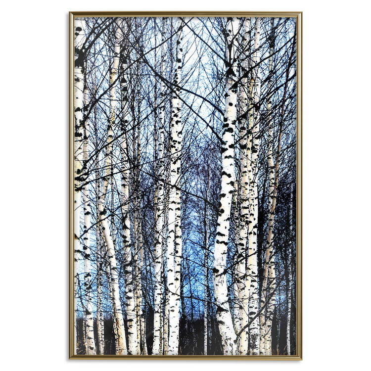 Poster Frosty January - winter forest landscape of light trees against sky 124477 additionalImage 20