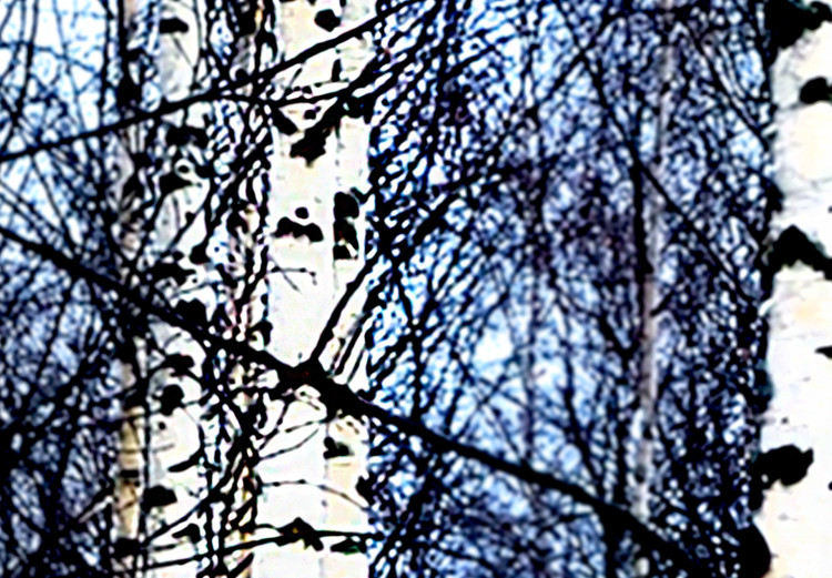 Poster Frosty January - winter forest landscape of light trees against sky 124477 additionalImage 9