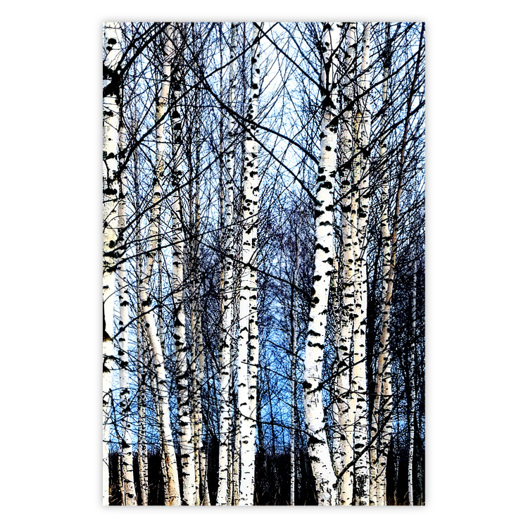 Poster Frosty January - winter forest landscape of light trees against sky 124477