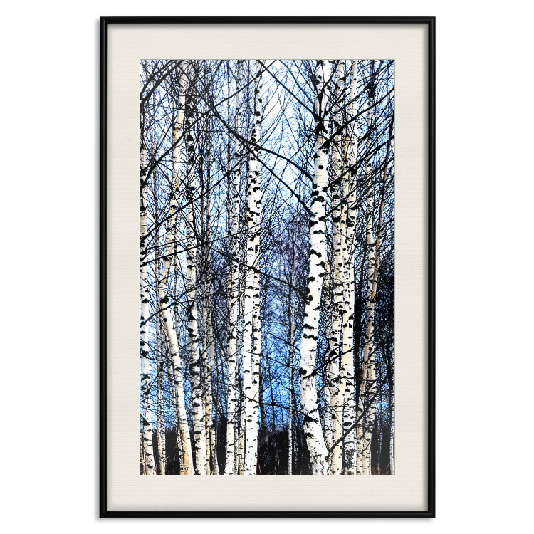 Poster Frosty January - winter forest landscape of light trees against sky 124477 additionalImage 18