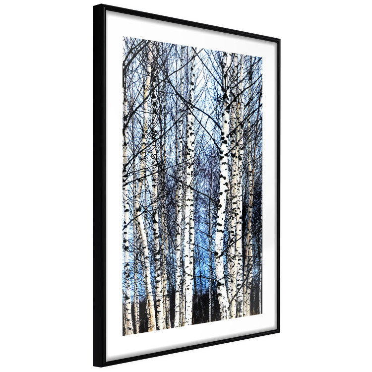 Poster Frosty January - winter forest landscape of light trees against sky 124477 additionalImage 11