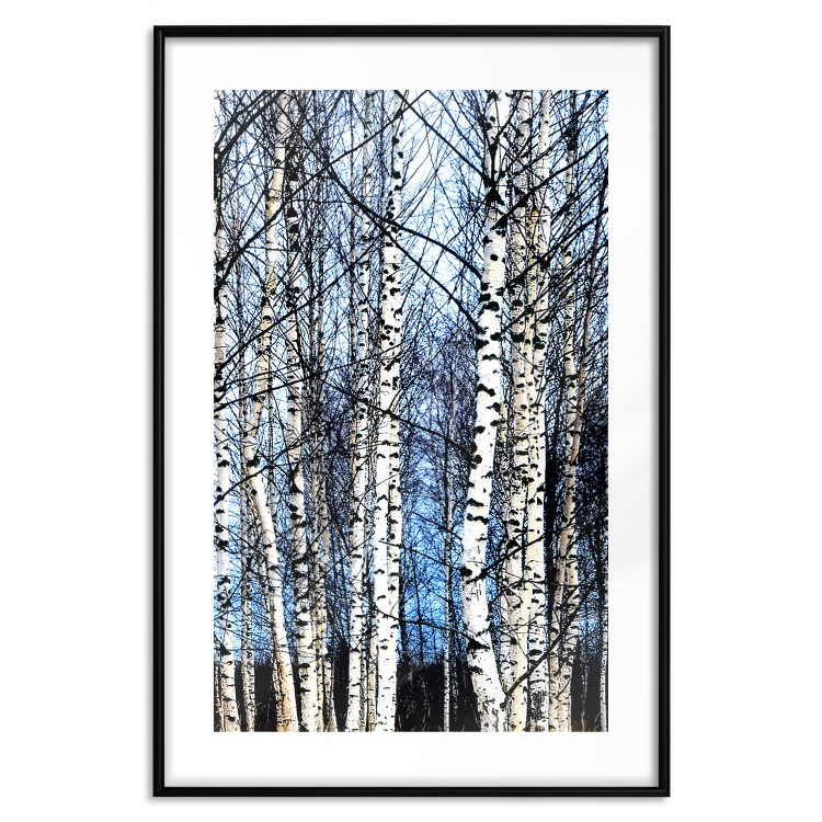 Poster Frosty January - winter forest landscape of light trees against sky 124477 additionalImage 17