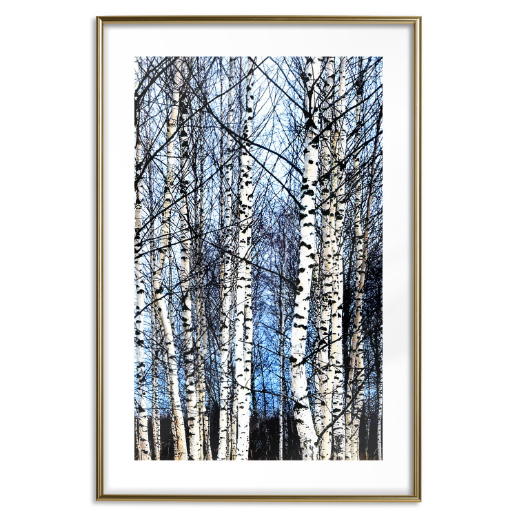 Poster Frosty January - winter forest landscape of light trees against sky 124477 additionalImage 14