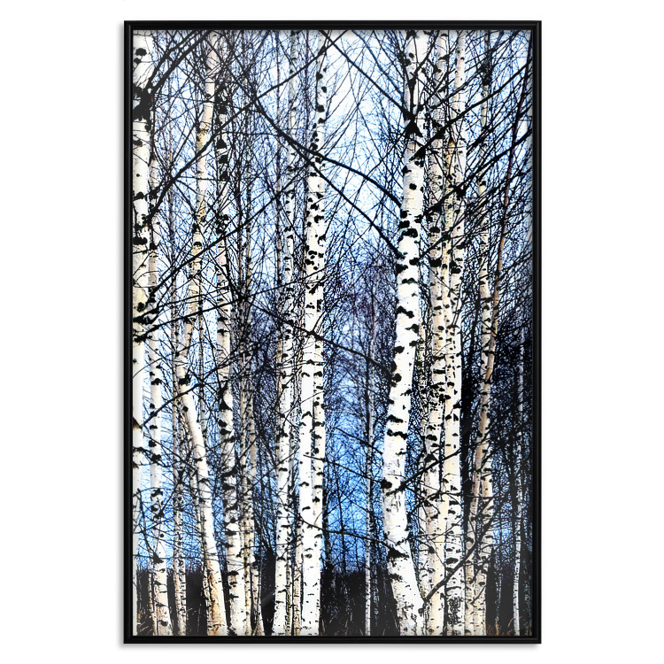 Poster Frosty January - winter forest landscape of light trees against sky 124477 additionalImage 24