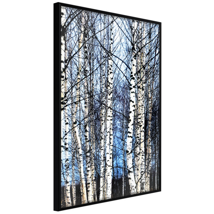 Poster Frosty January - winter forest landscape of light trees against sky 124477 additionalImage 10