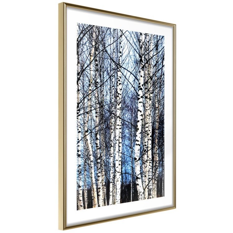 Poster Frosty January - winter forest landscape of light trees against sky 124477 additionalImage 8