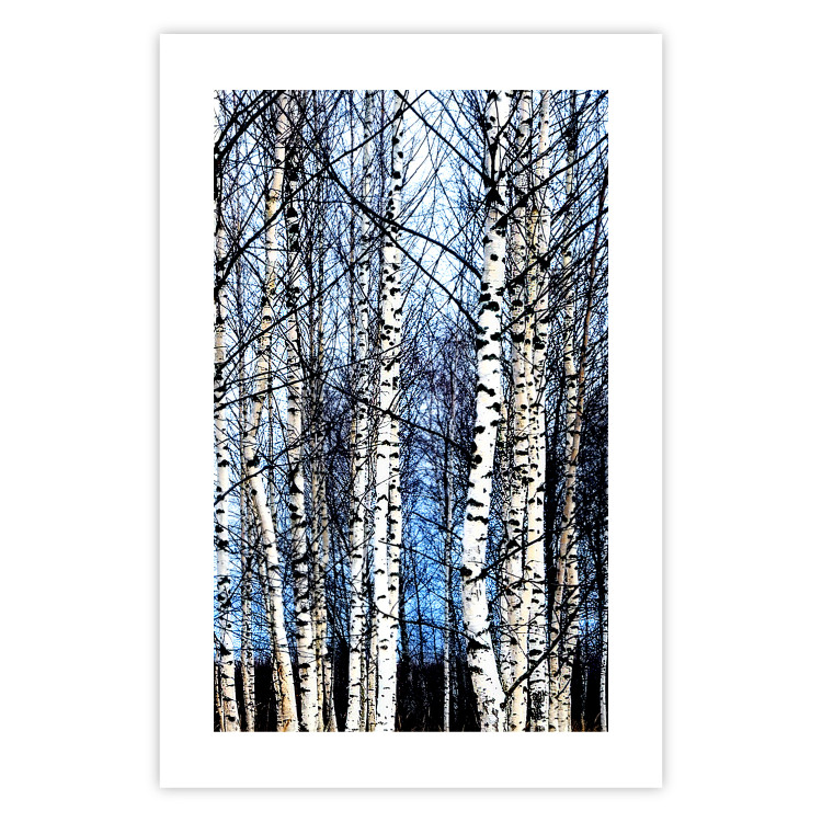 Poster Frosty January - winter forest landscape of light trees against sky 124477 additionalImage 25