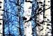 Poster Frosty January - winter forest landscape of light trees against sky 124477 additionalThumb 8